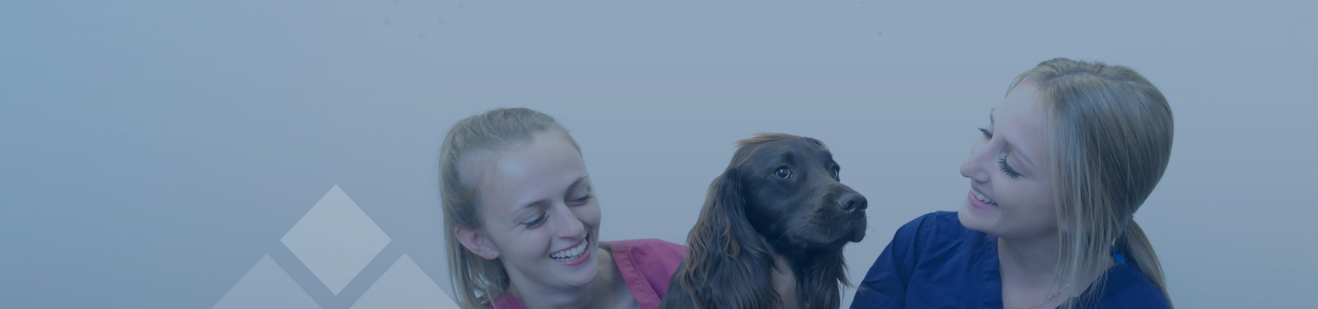 Veterinary Referral Services | Cave Veterinary Specialists