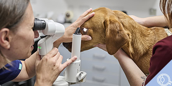 services ophthalmology