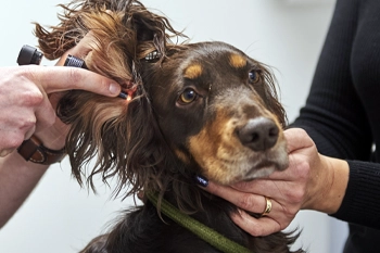 dermatology services at Cave Vets