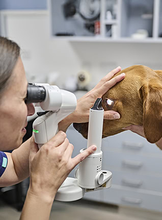 opthalmology content image