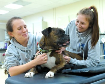 Specialist Vet Centre