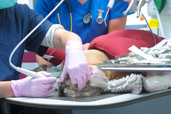 Veterinary Dentistry