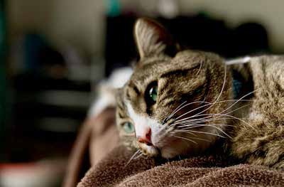 Cave Recognising Pain in Cats 1