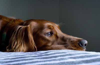 Cave Recognising Pain in Dogs 1