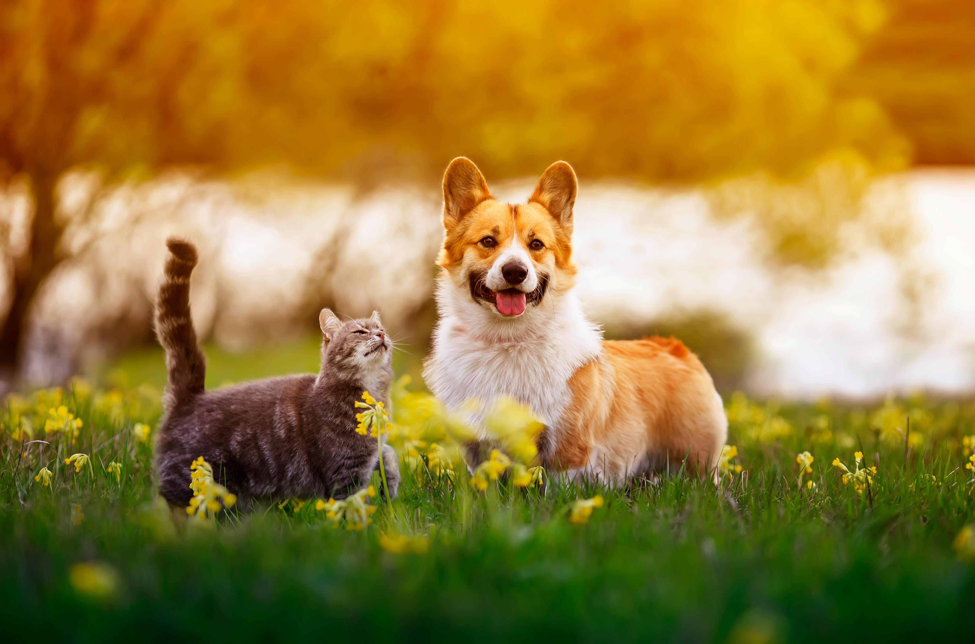 Veterinary Hospital Somerset