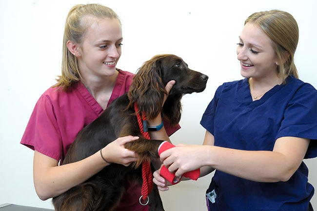 Veterinary Hospital Somerset