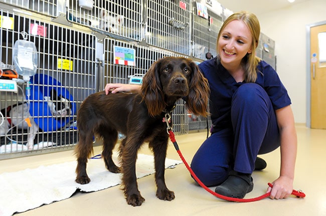 Veterinary Hospital Somerset