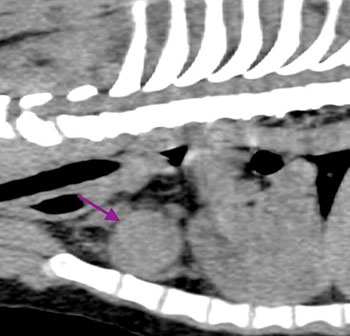 expert tips xray pic2 1