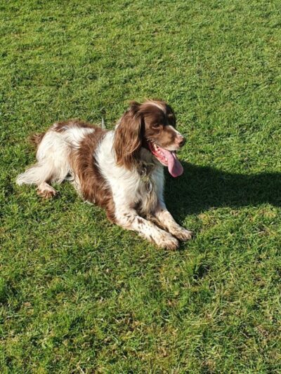 Aga the English Springer Spaniel