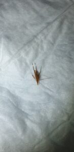 Grass Seed Removed via Rhinoscopy