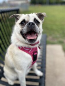 Lyla the Pug