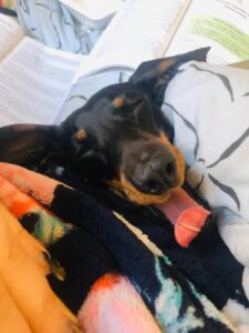 Welly with her Tonque Out