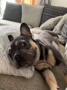french Bulldog