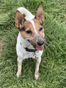 Tilly, a 10-year-old Jack Russell, after treatment with Cave veterinary hospital