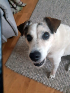 'Caring' Cave praised for cancer dog's lifeline