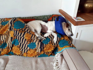'Caring' Cave praised for cancer Alfie's the dog's lifeline