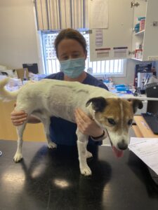Pongo under Cave veterinary specialists care
