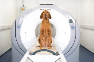 Dog in a MRI machine