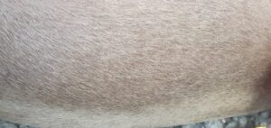 Initial visit. Thin hair coat on chest wall.