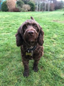 Teddy the dog