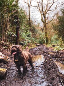 Teddy the dog in the nature