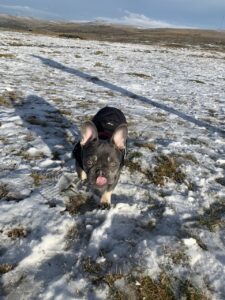 Cave Vets has helped save the life of a young puppy stricken by salmonella and septicemia.
