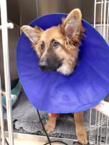 Elke the dog in Cave Veterinary hospital