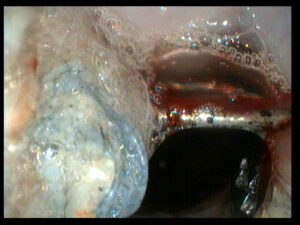 Dog's Endoscopy image