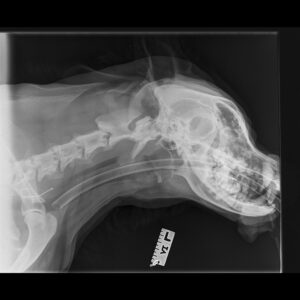 X Ray of the fish hook