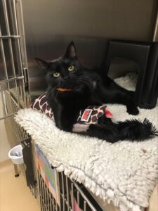 cat with pre-treated Feliway blankets