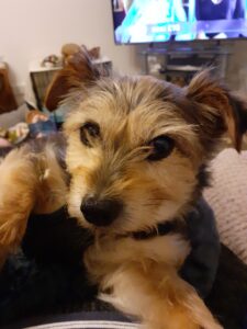 nine-year-old pet Poppy
