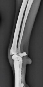 Image of R forelimb