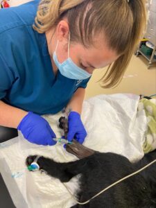 veterinary anaesthesia