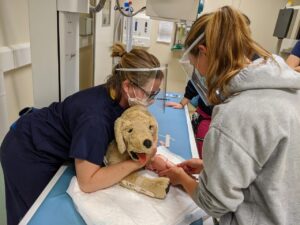 Sophie Puzey – Clinical Supervisor