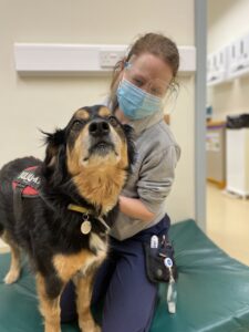 Millie after finishing her treatment.