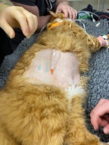 instilling sterile fluid into abdomen maintaining overall sterility