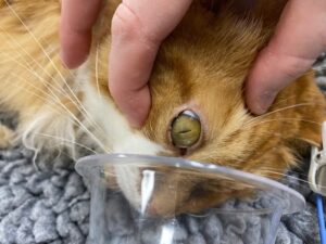 Pinpoint pupils and comatose, both serious neurological findings consistent with reduced brain function.