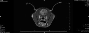 cat MRI scan