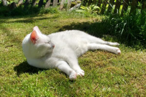 cat after brain surgery at Cave