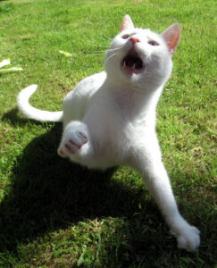 cat after brain surgery