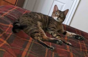 genghis the bengal cat - cave vet specialists