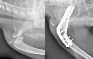 Pre-operative and post-operative scans of Genghis’s right leg.