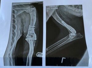 dog x-ray