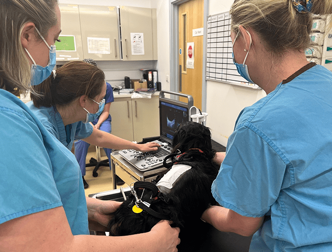 nurses-training-cave-vets