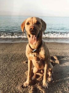 Successful treatment for Leptospirosis case