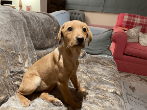 rosie-puppy-cave-vets