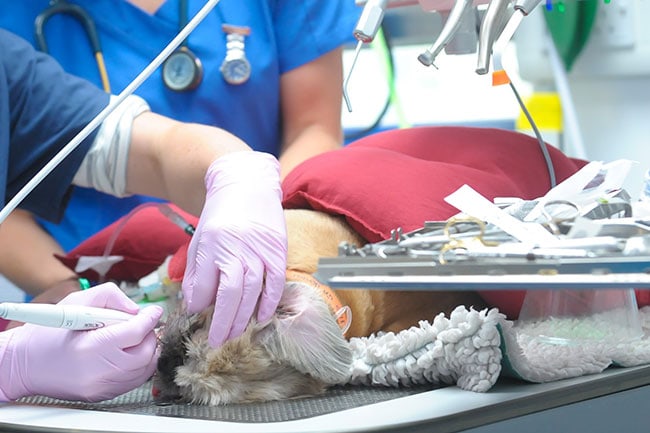 Dentistry & Oral Surgery at Cave Vets