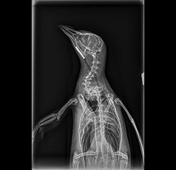 Chaka xray image