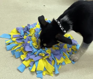 Dog Playing with Mop at Cave Vets