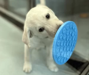 Puppy Playing at Cave Vets